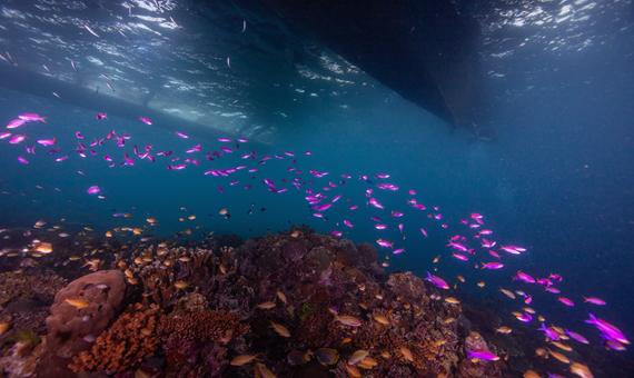 伊魯東閣島生態保護區浮潛 Gilutongan Marine Sanctuary